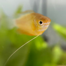 Cargar imagen en el visor de la galería, Honey Gourami | Live Fish
