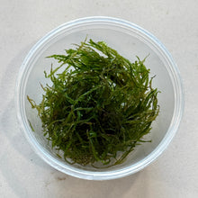 Cargar imagen en el visor de la galería, Flame Moss | Live Plant
