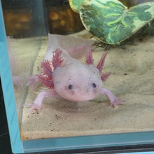 Load image into Gallery viewer, "Pikachu" Male Blue Gill Dirty Leucistic (Lucy) Axolotl | WYSIWYG
