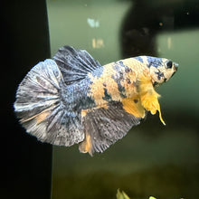 Load image into Gallery viewer, "Vortex" Candy Koi Betta Fish (Male) | WYSIWYG A3
