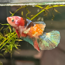 Load image into Gallery viewer, Rainbow Candy Koi Female Betta | WYSIWYG C2
