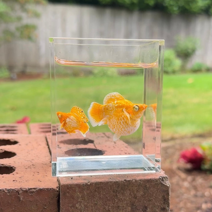 Tangerine Balloon Molly Pair