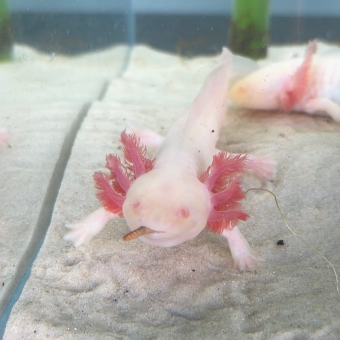 Albino Axolotl