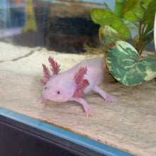 Load image into Gallery viewer, "Tarzan" Baby Blue Gill Leucistic (Lucy) Axolotl | WYSIWYG
