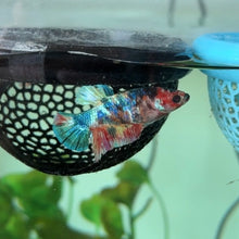 Load image into Gallery viewer, Rainbow Sparkle Candy Koi Female Betta | WYSIWYG
