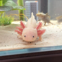 Load image into Gallery viewer, Luna - Leucistic (Lucy) Axolotl | WYSIWYG
