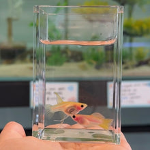 Cargar imagen en el visor de la galería, Ribboned Blonde Pingu Glass Belly Guppy Pair
