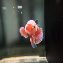 Load image into Gallery viewer, Pastel Dumbo Rainbow Candy Koi Male Betta | WYSIWYG

