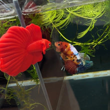 Cargar imagen en el visor de la galería, SUPER RARE - Split Mosaic Rainbow Candy Koi Male Betta | WYSIWYG
