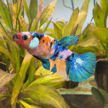 Load image into Gallery viewer, Lipstick Candy Koi Female Betta | WYSIWYG
