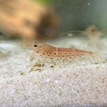 Load image into Gallery viewer, Pink Amano Shrimp | Caridina multidentata

