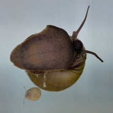 Cargar imagen en el visor de la galería, Japanese Trapdoor Snail Pair
