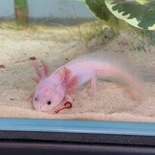 Cargar imagen en el visor de la galería, Baby Dirty Leucistic (Dirty Lucy) Axolotl
