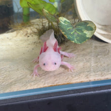 Load image into Gallery viewer, "Tarzan" Baby Blue Gill Leucistic (Lucy) Axolotl | WYSIWYG
