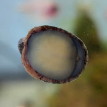 Cargar imagen en el visor de la galería, Red Lipped Nerite Snail
