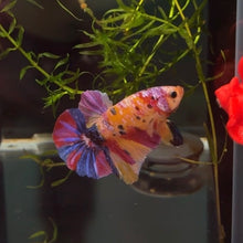 Load image into Gallery viewer, Starburst Rainbow Candy Koi Male Betta | WYSIWYG B4

