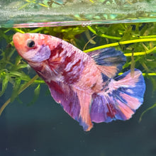 Cargar imagen en el visor de la galería, Pink Prince Candy Koi Male Betta | WYSIWYG C8
