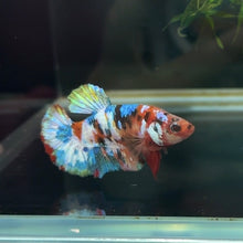 Load image into Gallery viewer, Galaxy Rainbow Candy Koi Female Betta | WYSIWYG D2
