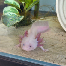 Cargar imagen en el visor de la galería, "Melody" Female Leucistic (Lucy) Axolotl | WYSIWYG
