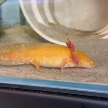 Cargar imagen en el visor de la galería, "Honeybee" Baby Golden Albino Axolotl | WYSIWYG
