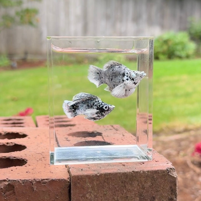 Dalmation Balloon Molly Pair