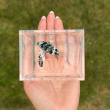 Load image into Gallery viewer, Marble Blue Eye Balloon Molly Pair
