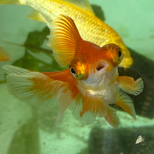 Cargar imagen en el visor de la galería, Red &amp; White Butterfly Tails | Goldfish
