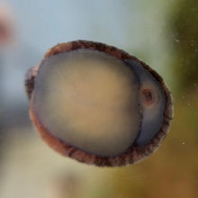 Cargar imagen en el visor de la galería, Red Lipped Nerite Snail
