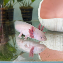Load image into Gallery viewer, "Pudgy" Baby Blue Gill Dirty Leucistic (Lucy) Axolotl | WYSIWYG
