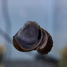 Load image into Gallery viewer, King Koopa Nerite Snail
