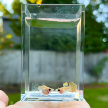 Load image into Gallery viewer, Leopard Glass Belly Guppy Pair
