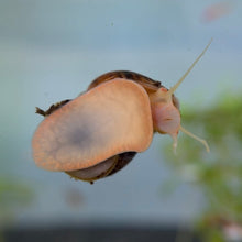 Load image into Gallery viewer, Chestnut (Albino) Mystery Snail
