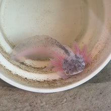 Cargar imagen en el visor de la galería, "Bestie" Juvenile Piebald Axolotl | WYSIWYG
