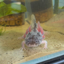 Cargar imagen en el visor de la galería, "Boots" Juvenile Piebald Axolotl | WYSIWYG
