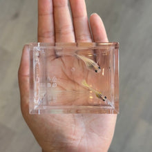 Load image into Gallery viewer, Ice Yellow Lace Tiger Glass Belly Guppy | Live fish
