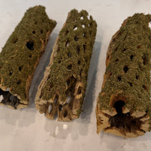 Cargar imagen en el visor de la galería, Christmas Moss on Large Cholla Driftwood Tunnel Tubes (live plant attached)
