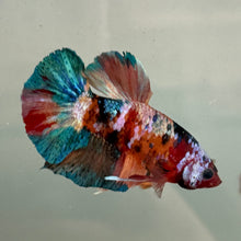 Load image into Gallery viewer, Galaxy Candy Koi Male Betta | WYSIWYG
