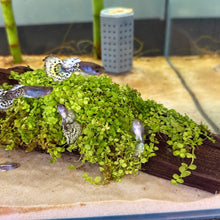 Load image into Gallery viewer, Monte Carlo on Wood | Live Plant

