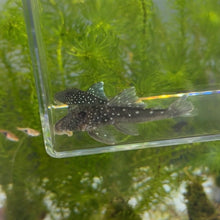 Cargar imagen en el visor de la galería, Blue Phantom Pleco L128
