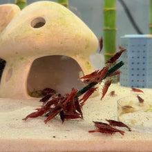 Cargar imagen en el visor de la galería, Fire Red Shrimp | Neocaridina
