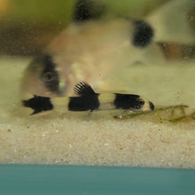 Cargar imagen en el visor de la galería, Panda Loach
