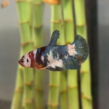 Load image into Gallery viewer, "Moo Moo" Cow Candy Koi Female Betta | WYSIWYG (Copy)
