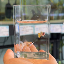 Load image into Gallery viewer, Ribboned Sunfire Star Glass Belly Guppy Pair
