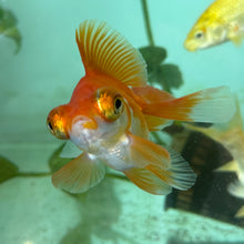 Cargar imagen en el visor de la galería, Red &amp; White Butterfly Tails | Goldfish
