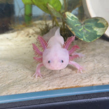 Load image into Gallery viewer, "Tarzan" Baby Blue Gill Leucistic (Lucy) Axolotl | WYSIWYG
