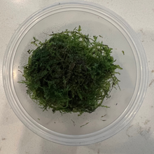 Cargar imagen en el visor de la galería, Christmas Moss | Live Plant
