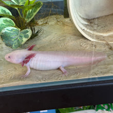 Cargar imagen en el visor de la galería, "Melody" Female Leucistic (Lucy) Axolotl | WYSIWYG
