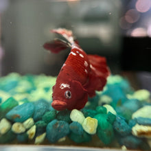 Load image into Gallery viewer, "Reddy" Copper Candy Koi Betta Fish | WYSIWYG A1
