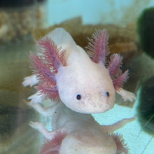 Cargar imagen en el visor de la galería, "Ducky" Baby Blue Gill Leucistic (Lucy) Axolotl | WYSIWYG
