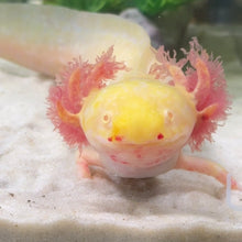 Cargar imagen en el visor de la galería, Adoption Axolotl (morph may vary)
